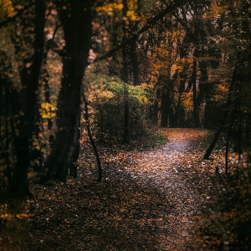 Imagem de um caminho estreito em uma floresta